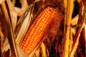 Read more about the article Le Parlement européen s’oppose à l’importation de nouveaux OGM