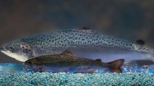 Read more about the article Nouvelle étude sur le saumon transgénique – Janvier 2009