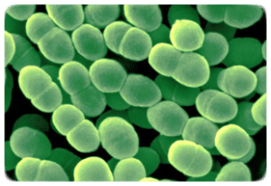 Lire la suite à propos de l’article Nouvel article sur les microorganismes publié en février 2012