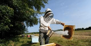 You are currently viewing Mortalité des abeilles: les députés votent l’interdiction totale des insecticides néonicotinoïdes