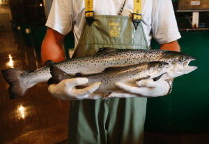 Lire la suite à propos de l’article Le saumon transgénique débarque dans les assiettes aux États-Unis – nov. 2015