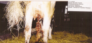 Read more about the article Des effets toxiques d’un OGM sur plusieurs générations de vaches laitières