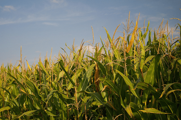 You are currently viewing Deux ans après, quels impacts de la recherche de l’équipe Séralini sur la toxicité du Roundup et d’un maïs OGM　?