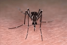 Lire la suite à propos de l’article Echec de la dissémination des moustiques GM d’Oxitec dans le monde : Mises en garde à destination de l’Afrique et du projet Target Malaria