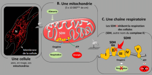 Read more about the article SDHI : Sensibilité de la chaîne respiratoire mitochondriale aux pesticides SDHI et conséquence sur les cellules humaines en culture