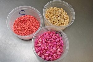 Échantillons de semences. Dans le sens des aiguilles d'une montre à partir du haut à gauche : blé enrobé, maïs non enrobé et maïs enrobé.